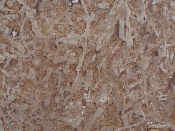 roche kadesh_0